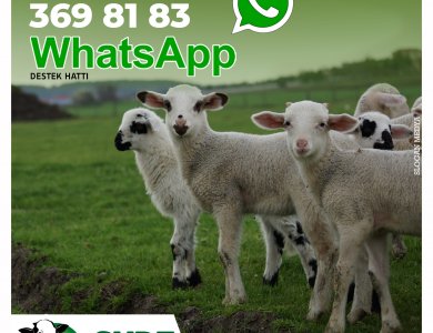 Sude Çiftliği WhatsApp destek hattı
